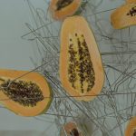 Papaya-Workshop