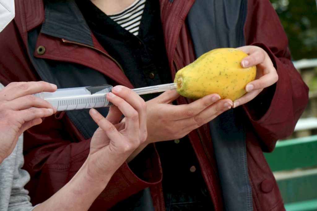 Eine Sprite wird in eine Papaya geführt als Demonstration einer Abtreibung